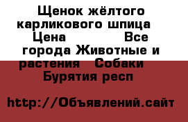 Щенок жёлтого карликового шпица  › Цена ­ 50 000 - Все города Животные и растения » Собаки   . Бурятия респ.